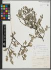 Foto von Salix repens subsp. repens L.
